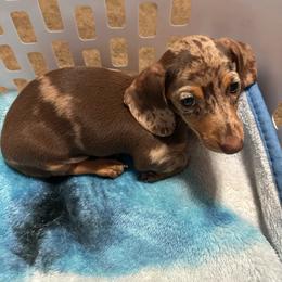 Cutie pie - Chocolate and tan female Dachshund puppy in Stilwell, Oklahoma from Ross Ranch Dachshunds