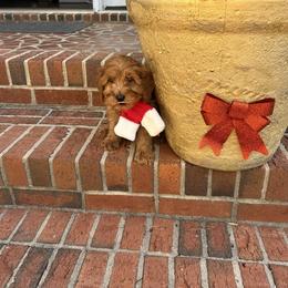 Simon - Apricot male Goldendoodle puppy in Mint Hill, North Carolina from DoodleForever