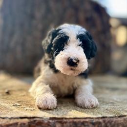 Apollo - Parti male Goldendoodle puppy in Pollock Pines, California from Penny Lane’s Doodles