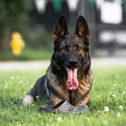 German Shepherds from Hillary Rowley-Weiss