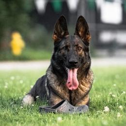 German Shepherds from Hillary Rowley-Weiss
