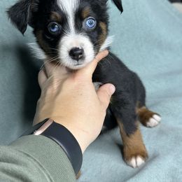 Jewel - Black tri female Toy Australian Shepherd puppy in Milton Freewater, Oregon from Sparkling Cross Toy & Mini Aussies