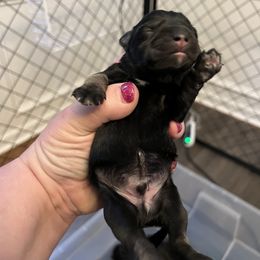 Boy 1 - Black Miniature Schnauzer puppy in Hull, Georgia from Ardent Miniature Schnauzers of Athens