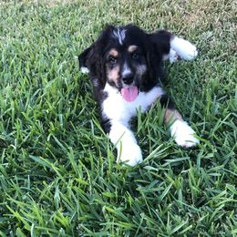 Bernedoodle and Goldendoodle Puppies from Heartfelt GoldenDoodles