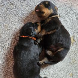 Mr. Brown Collar - Black and mahogany male Rottweiler puppy in Clarksburg, West Virginia from Vom Peiffley Rottweilers, LLC