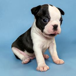 AKC Velcro - Brindle and white male Boston Terrier puppy in Galena, Kansas from RottNBostons