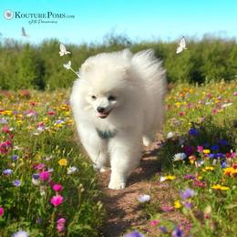 Pomeranian Puppies from Kouture Pomeranians