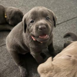 Pink collar - Black female Labrador Retriever puppy in Fontana, California from Silver Labrador of Southern California