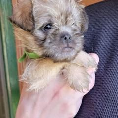 Brussels Griffon Puppies from Turkey Ridge Brussels Griffons