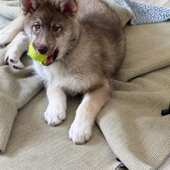 Native American Indian Dog Puppies from Turtle Island NAIDs