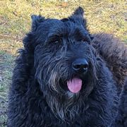 Valor - Bouvier des Flandres