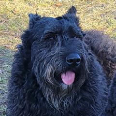 Valor - Bouvier des Flandres