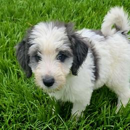 Bernedoodle and Goldendoodle Puppies from Ivey's Poodles & Doodles