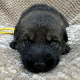 Yellow - Sable male German Shepherd puppy in Buffalo, West Virginia from Z Tykev Vino LLC