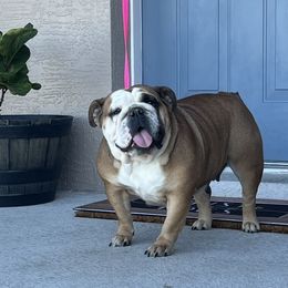 Tunie - Bulldog