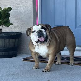 Tunie - Bulldog