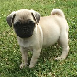 Boy 2 - Fawn male Pug puppy in Marshville, North Carolina from adorable pug puppies
