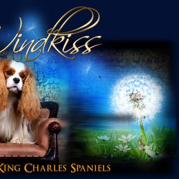 Cavalier King Charles Spaniels from Windkiss Cavaliers