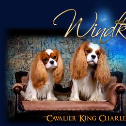 Cavalier King Charles Spaniels from Windkiss Cavaliers