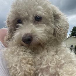Havanese, Miniature Schnauzers, Poodles, and Schnoodles from Mashburns Little Munchkins