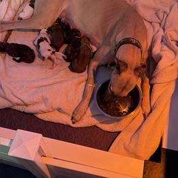 Yellow Collar - Blue fawn female Greyhound puppy in Mesa, Arizona from ARK Greyhound Kennel LLC