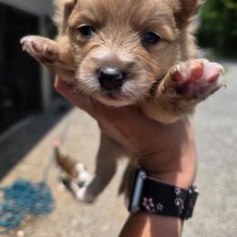 Belle - Orange parti female Pomeranian puppy in Chattanooga, Tennessee from Valley Poms
