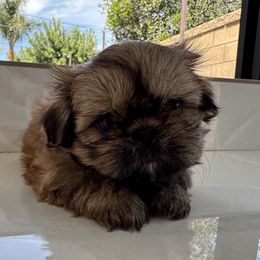 Jack Jack - Gold male Shih Tzu puppy in Riverside, California from ShihTzuki Pups