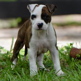 Boy 5 - male American Staffordshire Terrier puppy in St. Augustine, Florida from LBK & Ancient City