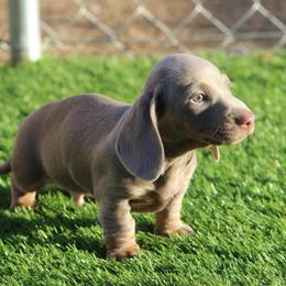Lucky - Fawn (Isabella) male Dachshund puppy in Victorville, California from Wirz’s Weens