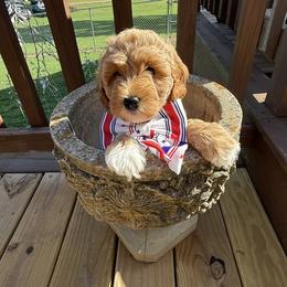 Clark - Apricot male Goldendoodle puppy in Portland, Tennessee from Happy_Tails_by_TJ