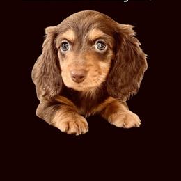Chocolate and Tan Male - Chocolate and tan male Dachshund puppy in Medina, Ohio from STORIED DOXIES