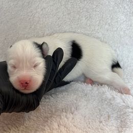 Luna - White female Pomsky puppy in Mc Minnville, Oregon from West Coast Pomskies