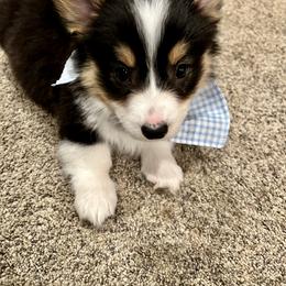 Pembroke Welsh Corgi Puppies from Nunas Corgis