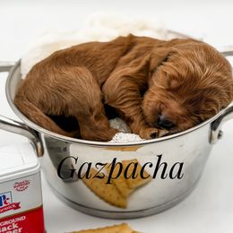 Gazpacha - Red  female Goldendoodle puppy in Mecklenburg County, North Carolina from Rustic Road Doodles