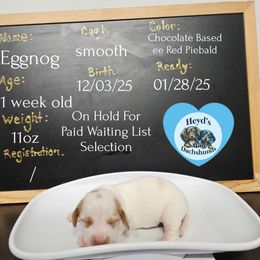 Eggnog - Piebald male Dachshund puppy in Hoquiam, Washington from Heyd's Mini Dachshunds