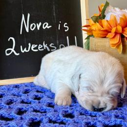 Nova - Light golden male Golden Retriever puppy in Doniphan, Missouri from Stockford’s Golden Retrievers