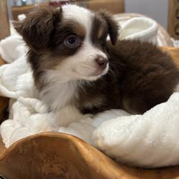 Girl 1 - female Australian Shepherd puppy in Ellington, Missouri from Cowin Premier Aussies