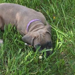 Violet Collar Female - Gray and fawn female Cane Corso puppy in Lewistown, Montana from Corsi Amore Kennels