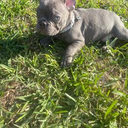 Chewy - Brindle male French Bulldog puppy in Metairie, Louisiana from Surcouf Frenchie’s