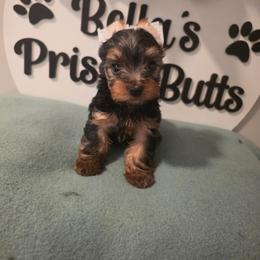 Gizmo - Black and tan male Yorkshire Terrier puppy in Clermont, Florida from Bella's Prissy Butts