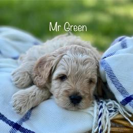 Mr Green - Cream male Goldendoodle puppy in South Jordan, Utah from JD Goldendoodles