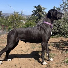Lumi - Great Dane
