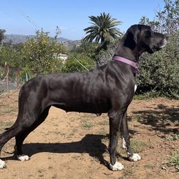Lumi - Great Dane