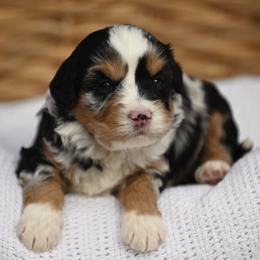 Australian Mountain Doodle, Bernedoodle, and Cavapoo Puppies from Cedar Wood Farms