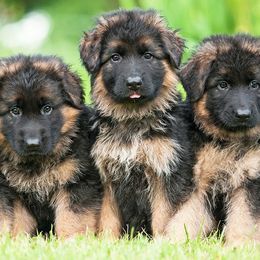 German Shepherds from PrizePups.com