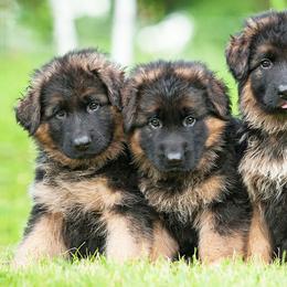 German Shepherds from PrizePups.com