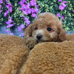 Lilo - Red female Maltipoo puppy in San Diego, California from Maltipoos SD