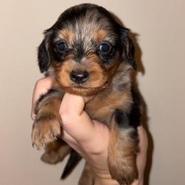 June - Dapple female Dachshund puppy in Goldthwaite, Texas from Mini Mama Dachshunds