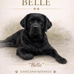 Labrador Retrievers from Eastland Labradors