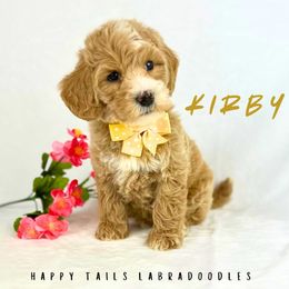 Kirby - Apricot male Australian Labradoodle puppy in Raleigh, North Carolina from Happy Tails Labradoodles